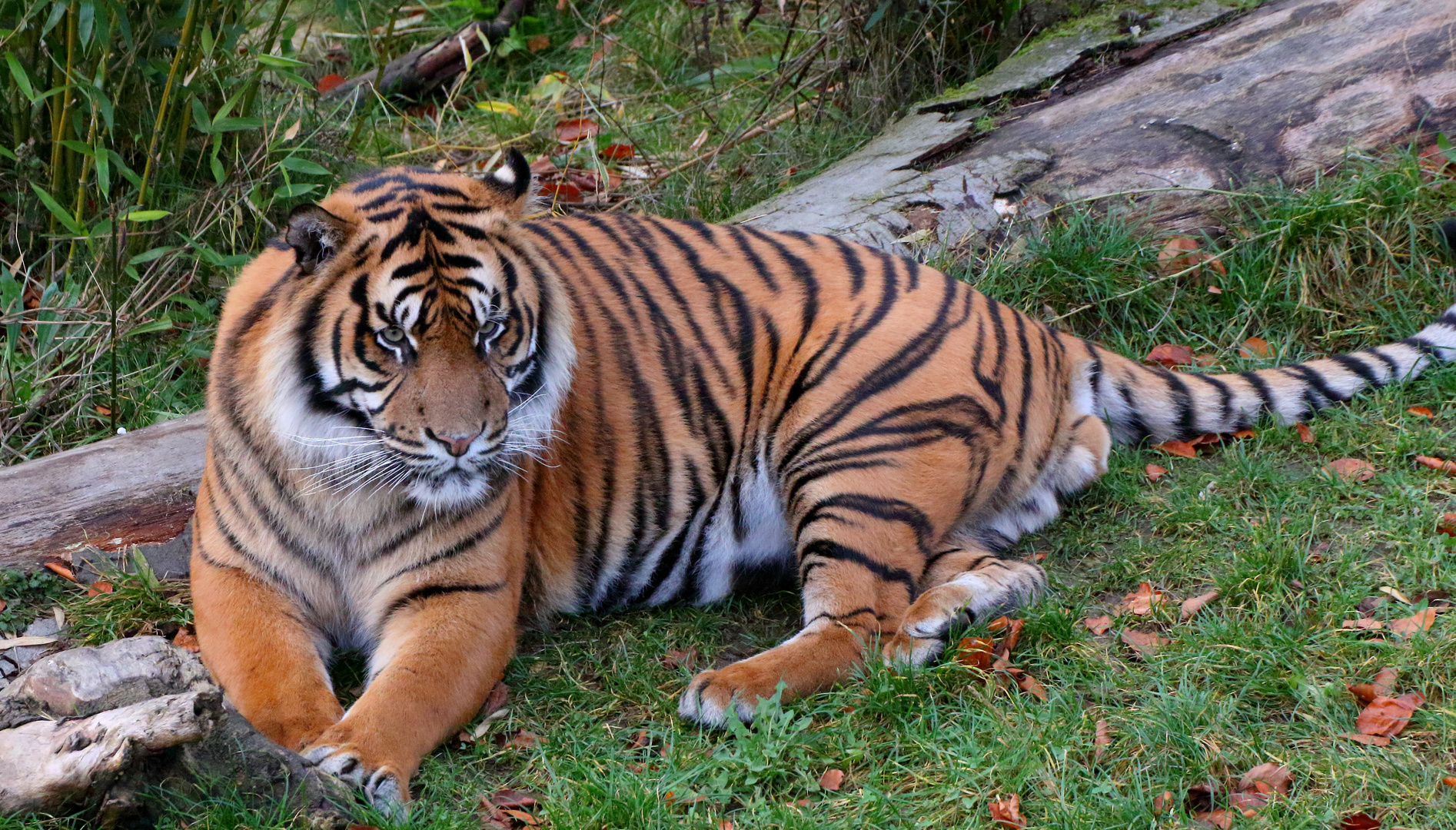 Sumatra-Tiger - Zoo Osnabrück