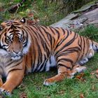 Sumatra-Tiger - Zoo Osnabrück