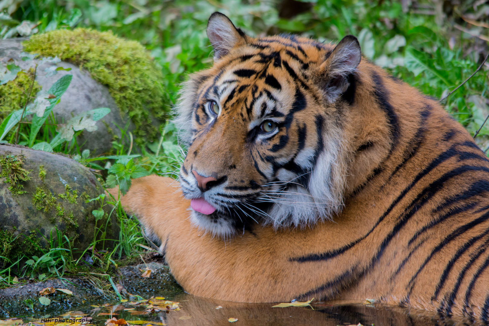 Sumatra-Tiger - Zoologischer Garten Augsburg