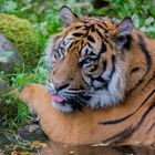 Sumatra-Tiger - Zoologischer Garten Augsburg