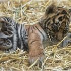 Sumatra-Tiger, zwei Monate alt