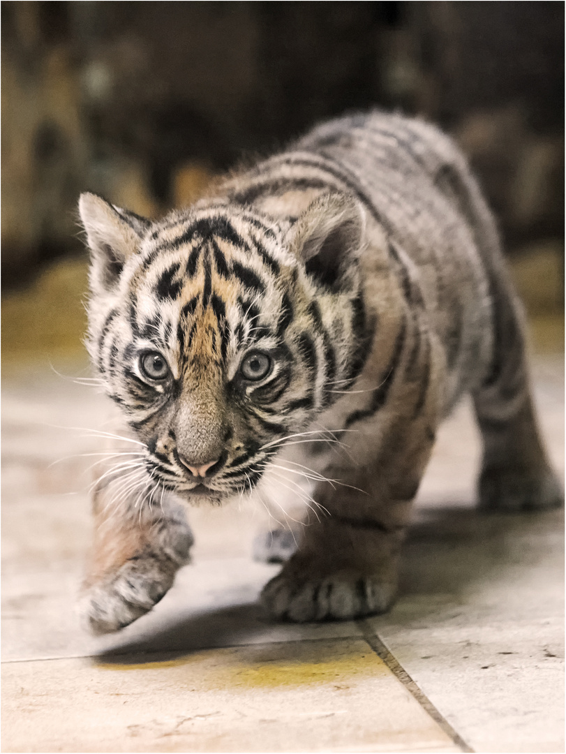 Sumatra-Tiger, zwei Monate alt