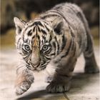 Sumatra-Tiger, zwei Monate alt