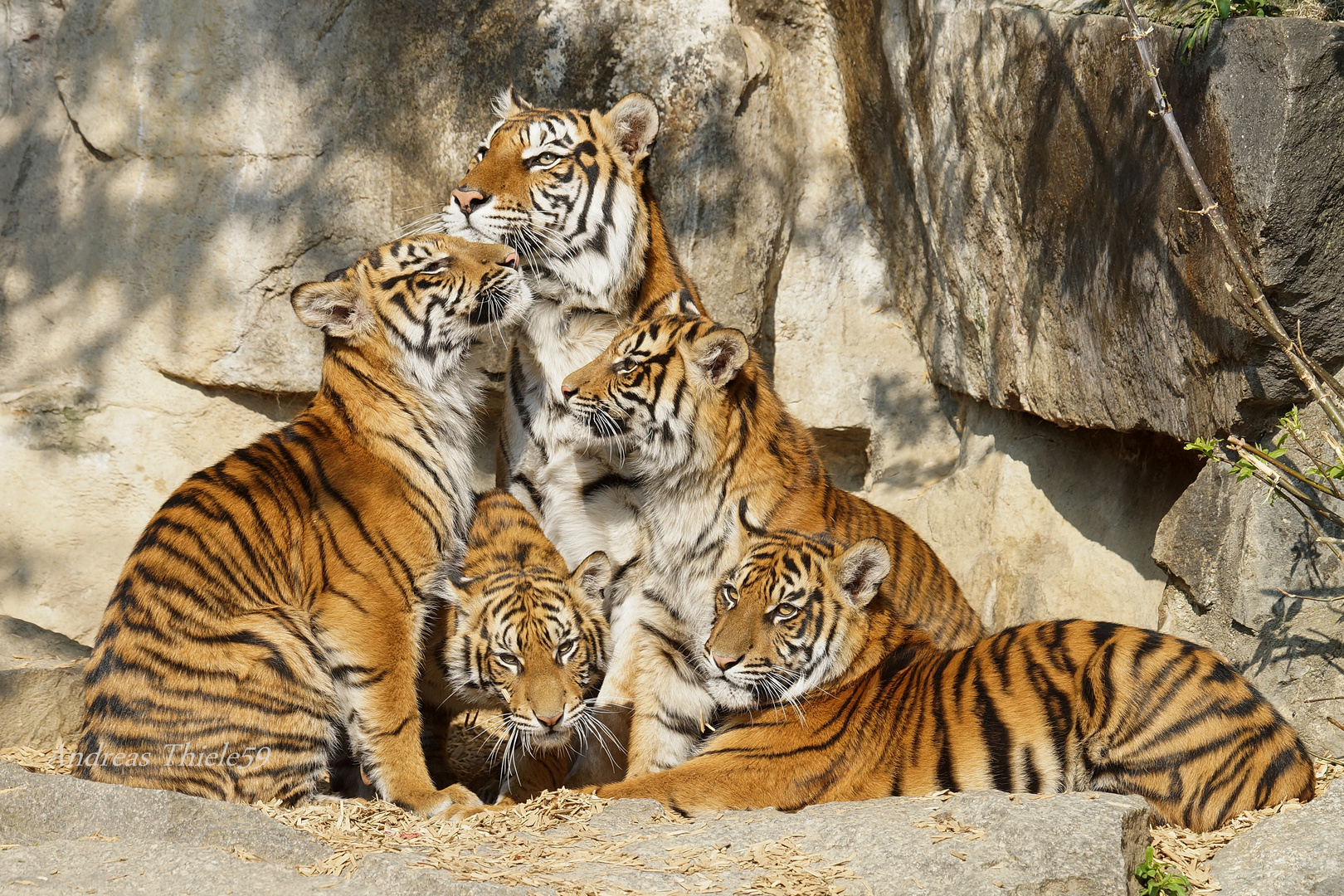 Sumatra-Tigerfamilie