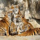 Sumatra-Tigerfamilie