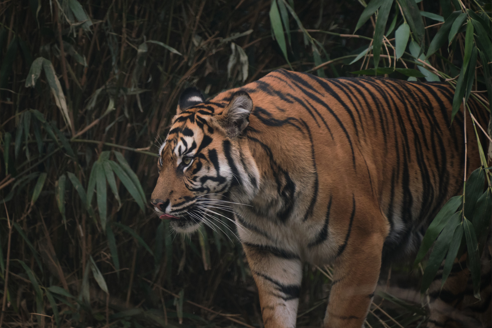 Sumatra-Tigerin Mau