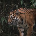 Sumatra-Tigerin Mau