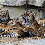Sumatra - Tigerkinder
