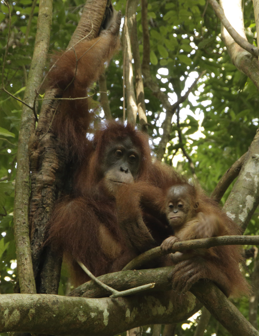 Sumatra2018