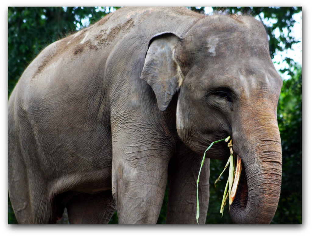 Sumatran elephant