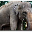 Sumatran elephant