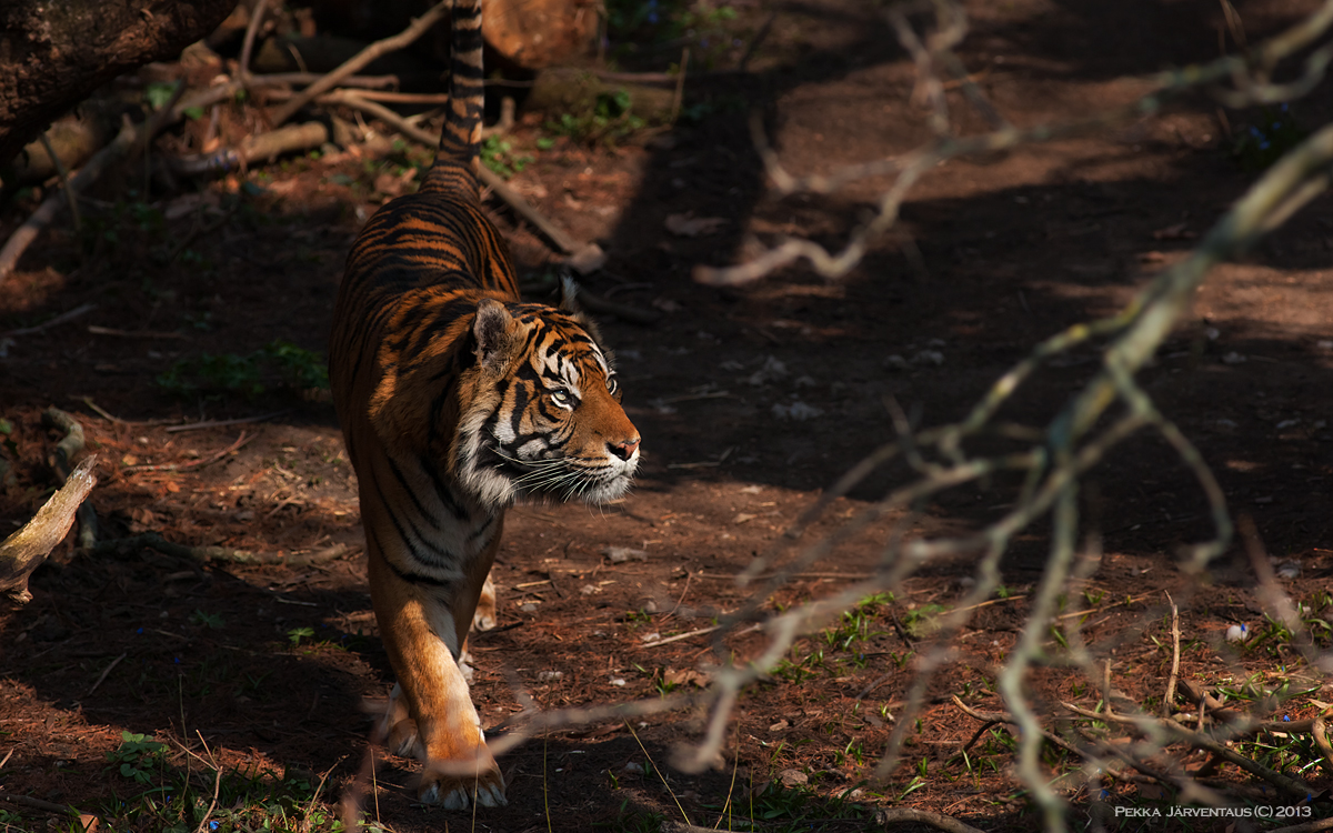 Sumatran Tiger