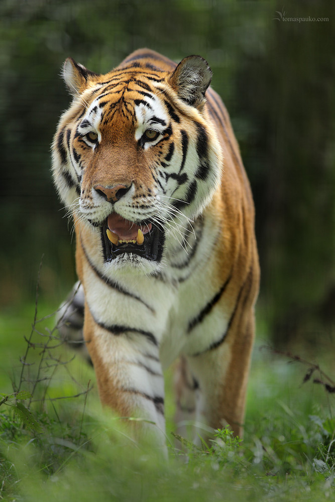 Sumatran Tiger