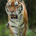 Sumatran Tiger