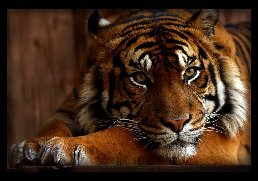 Sumatran Tiger