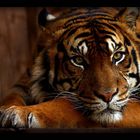 Sumatran Tiger