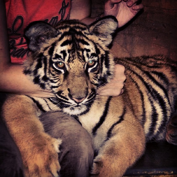 Sumatran tiger cub