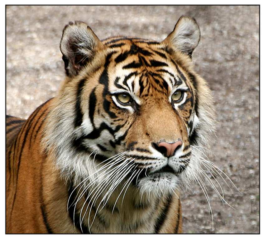 Sumatran Tiger ...