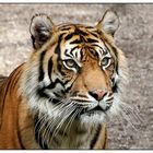 Sumatran Tiger ...