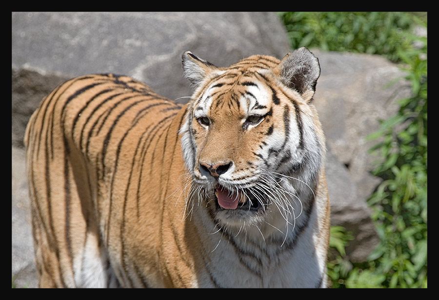 Sumatratiger