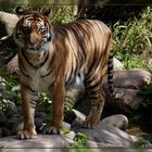 Sumatratiger