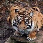 SUMATRATIGER (3)