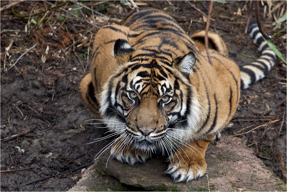 SUMATRATIGER (3)