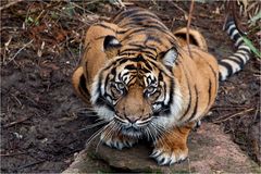 SUMATRATIGER (3)