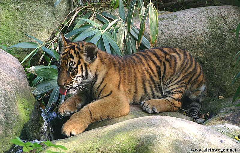 Sumatratiger