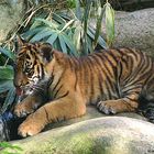 Sumatratiger