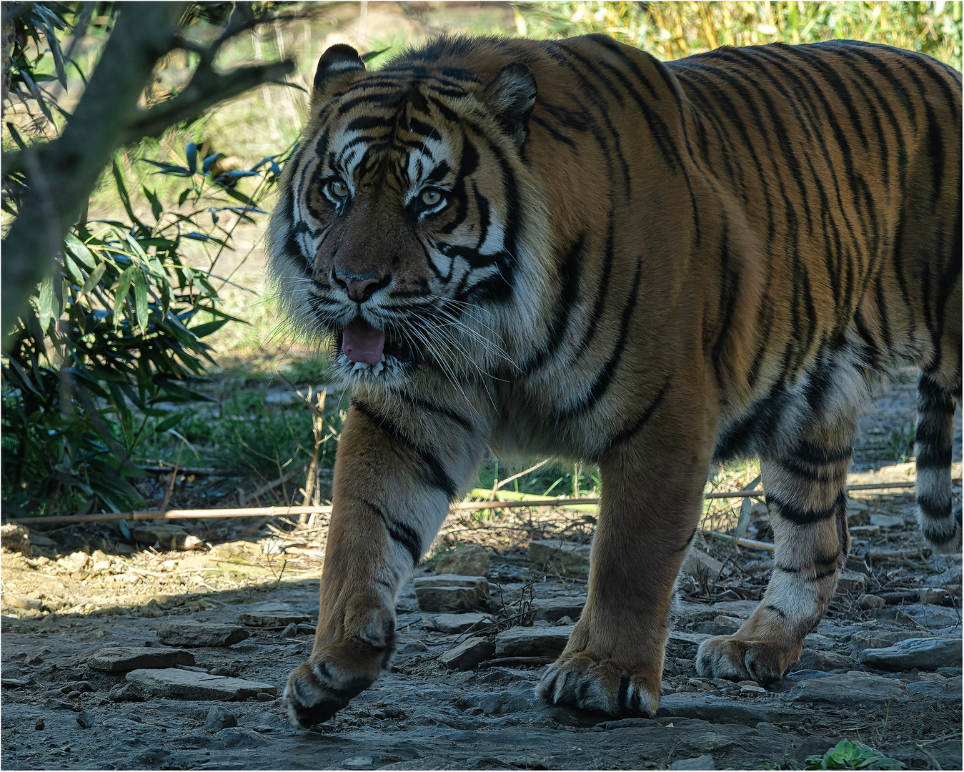 Sumatratiger