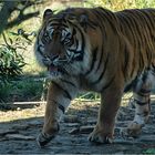 Sumatratiger