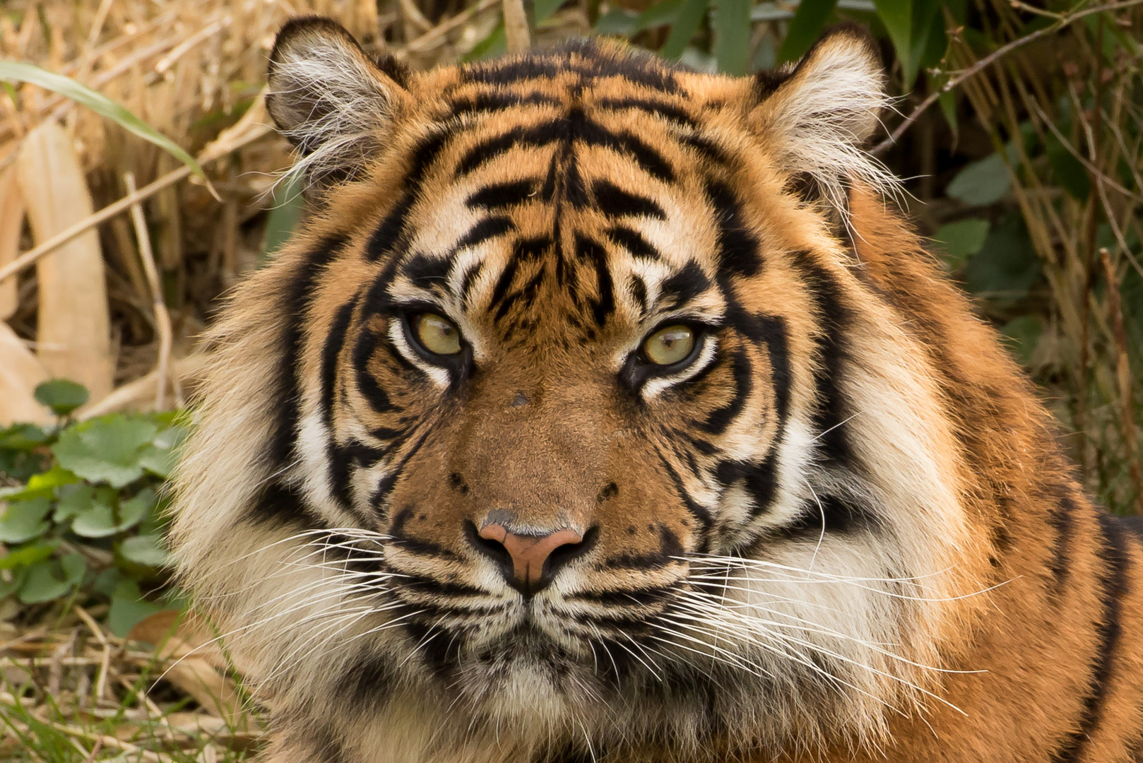 Sumatratiger