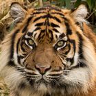 Sumatratiger