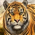 Sumatratiger