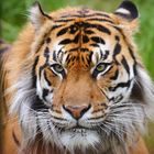 Sumatratiger