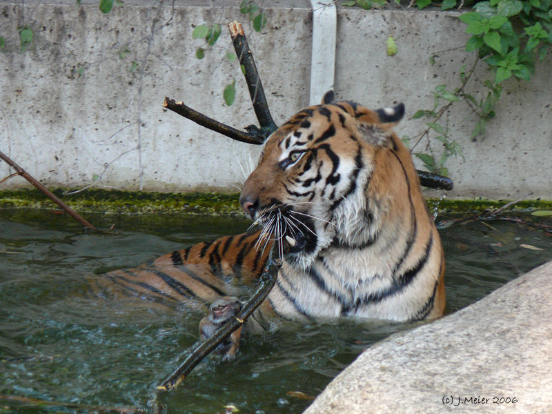 Sumatratiger