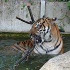 Sumatratiger