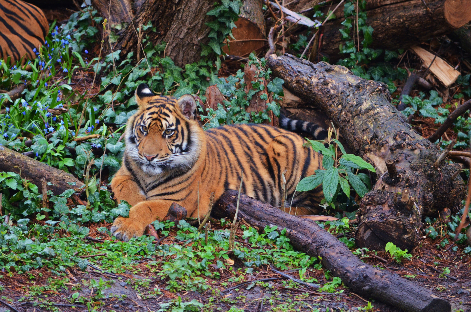 Sumatratiger