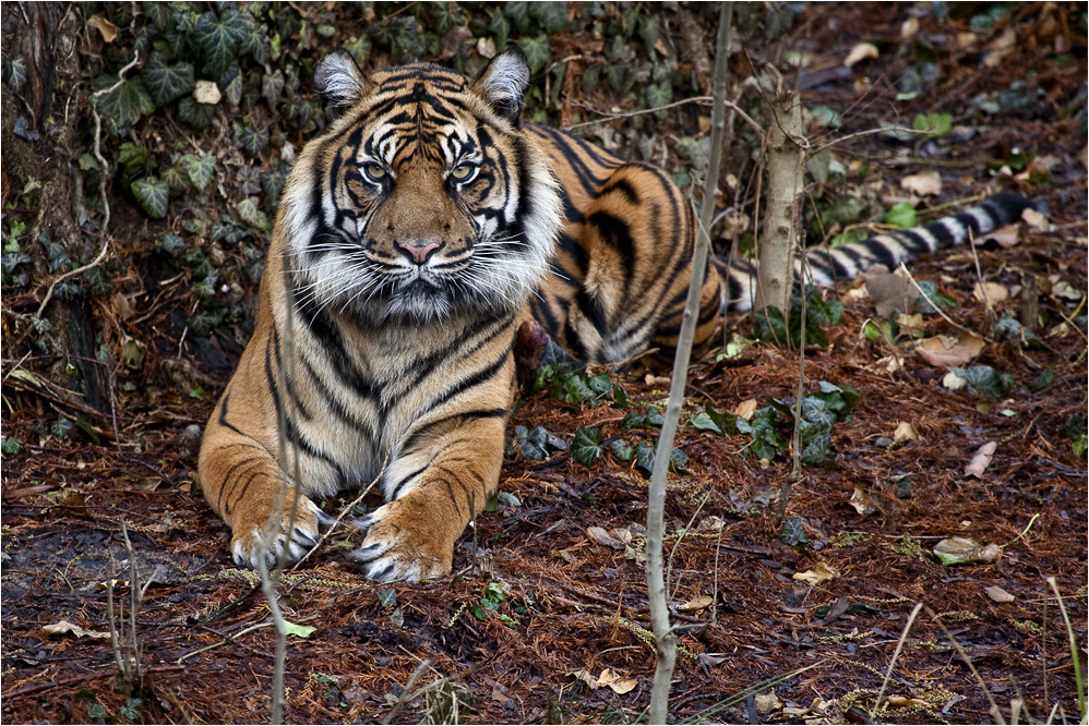 SUMATRATIGER