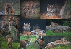 Sumatratiger Bari und Dao