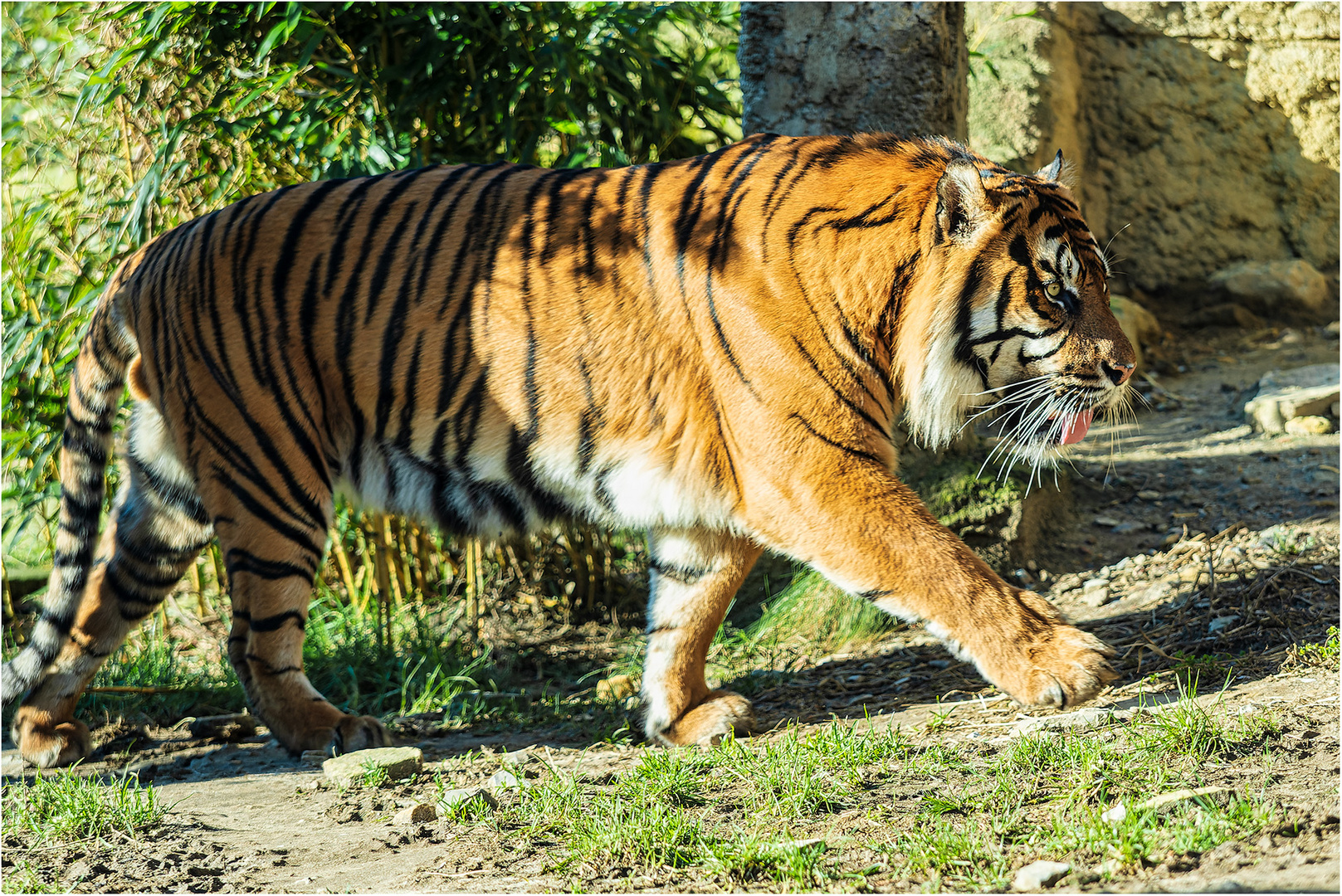 Sumatratiger