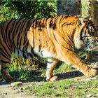 Sumatratiger