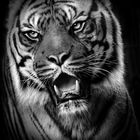 Sumatratiger Carlos