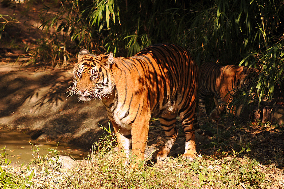 Sumatratiger