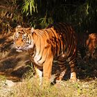 Sumatratiger