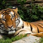 Sumatratiger