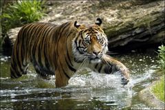 Sumatratiger im Augsburger Zoo