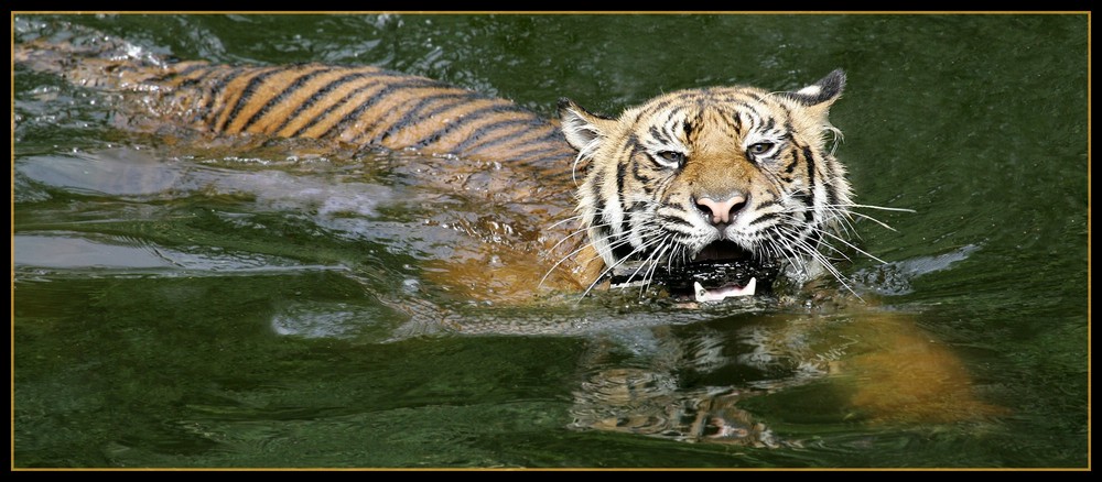 Sumatratiger im Wasser