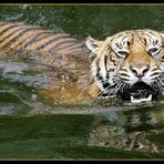 Sumatratiger im Wasser